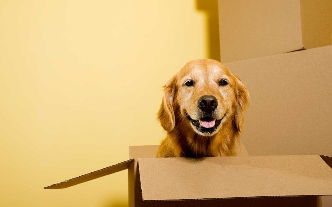 Moving with Pets – Things to Look for in Your New Neighbourhood